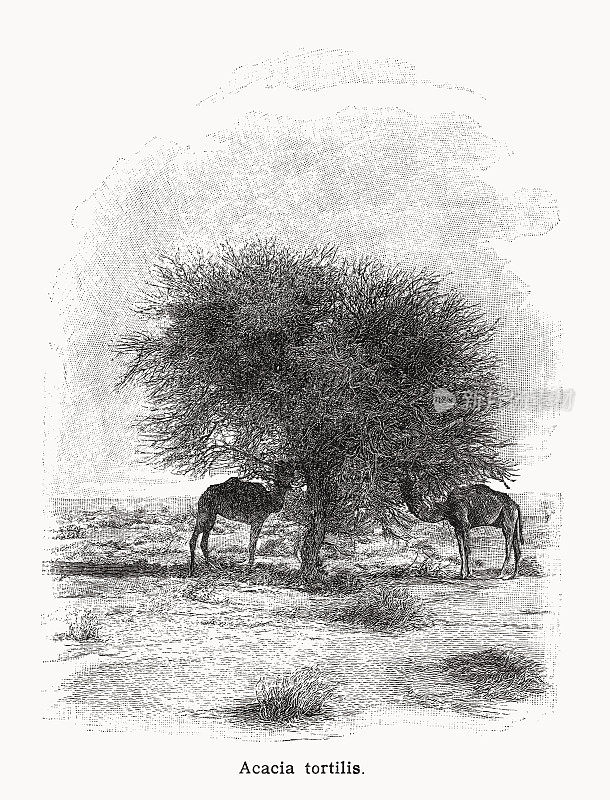 Vachellia tortilis(或Acacia tortilis)，木版画，出版于1899年